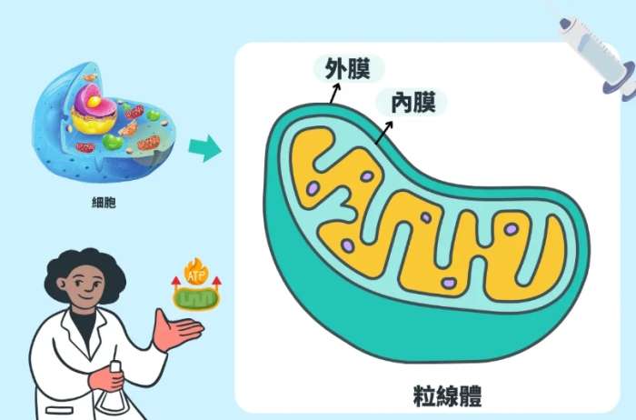 增加 粒 線 體 的 方法