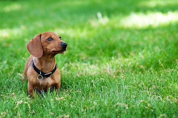 臘腸犬優缺點