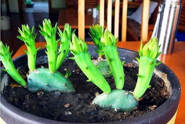 仙人掌開花