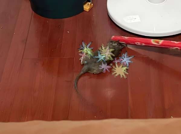 老鼠怕什麼