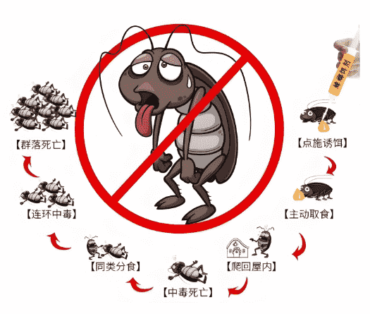 消除蟑螂的天然方法 消除蟑螂的天然方法