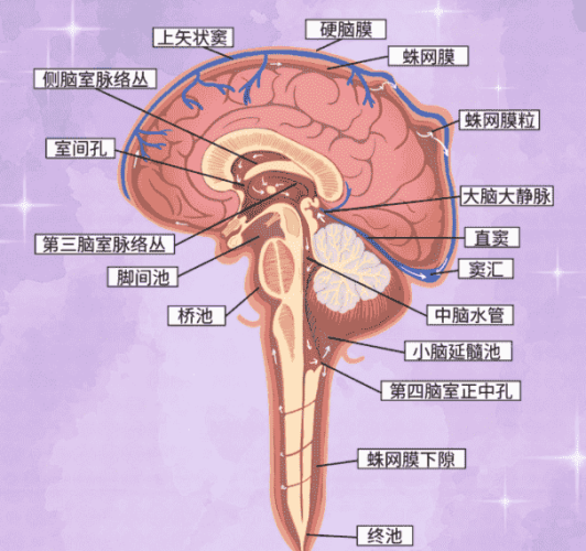降腦壓方法 降腦壓方法