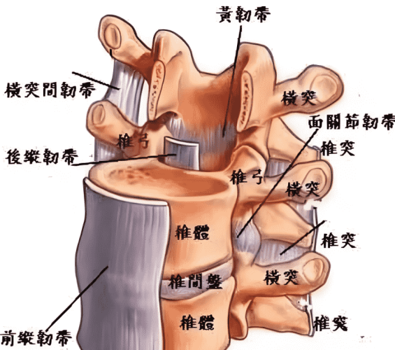脊椎退化的原因 脊椎退化的原因